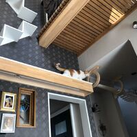画像1444：吹き抜けを猫さんのアスレチックに！