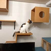 画像1446：吹き抜けを猫さんのアスレチックに！