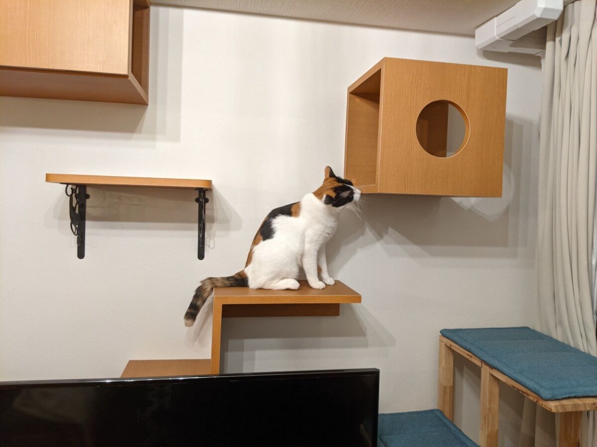 吹き抜けを猫さんのアスレチックに！