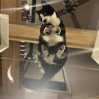 画像1454：吹き抜けを猫さんのアスレチックに！