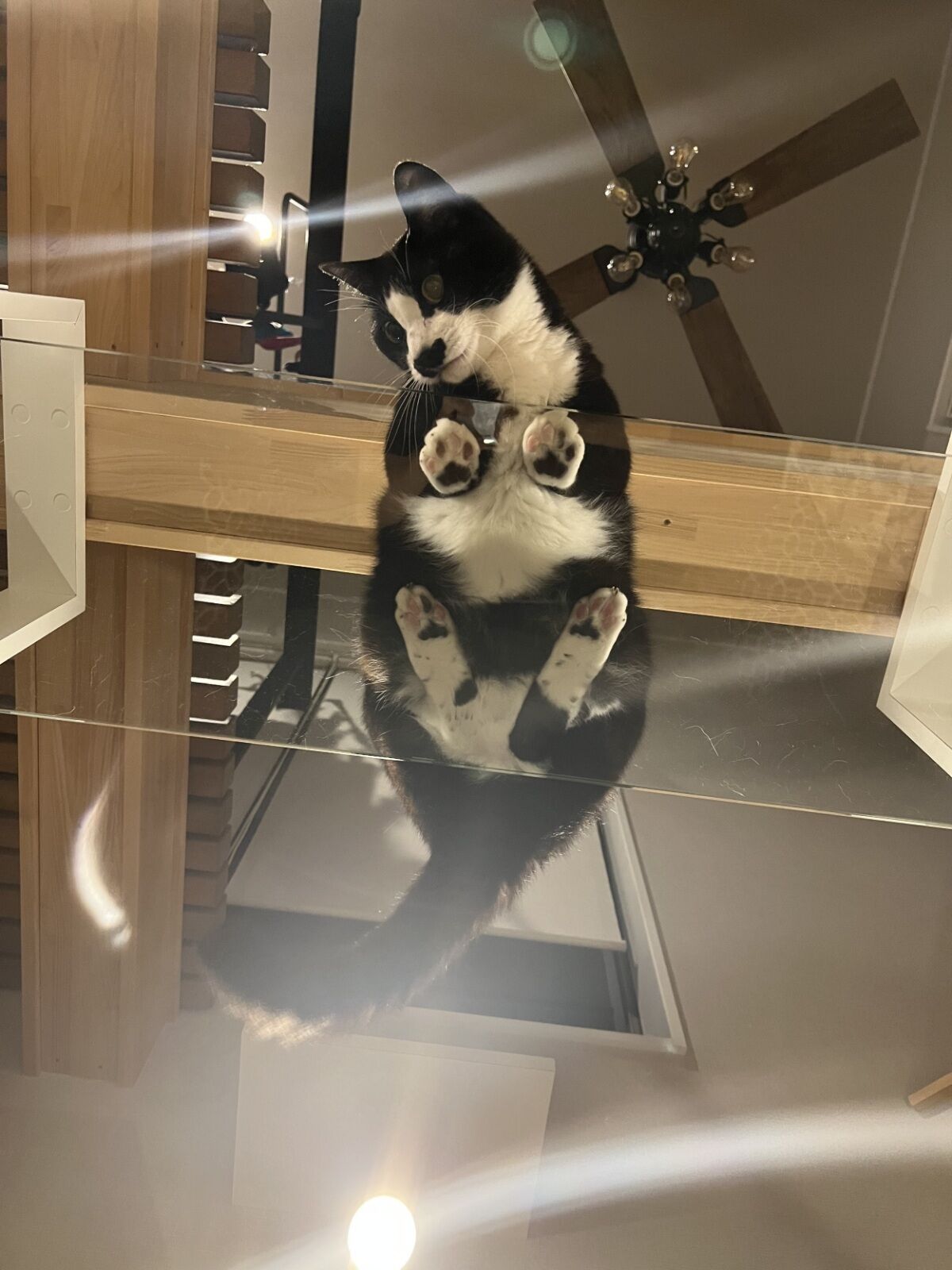 吹き抜けを猫さんのアスレチックに！