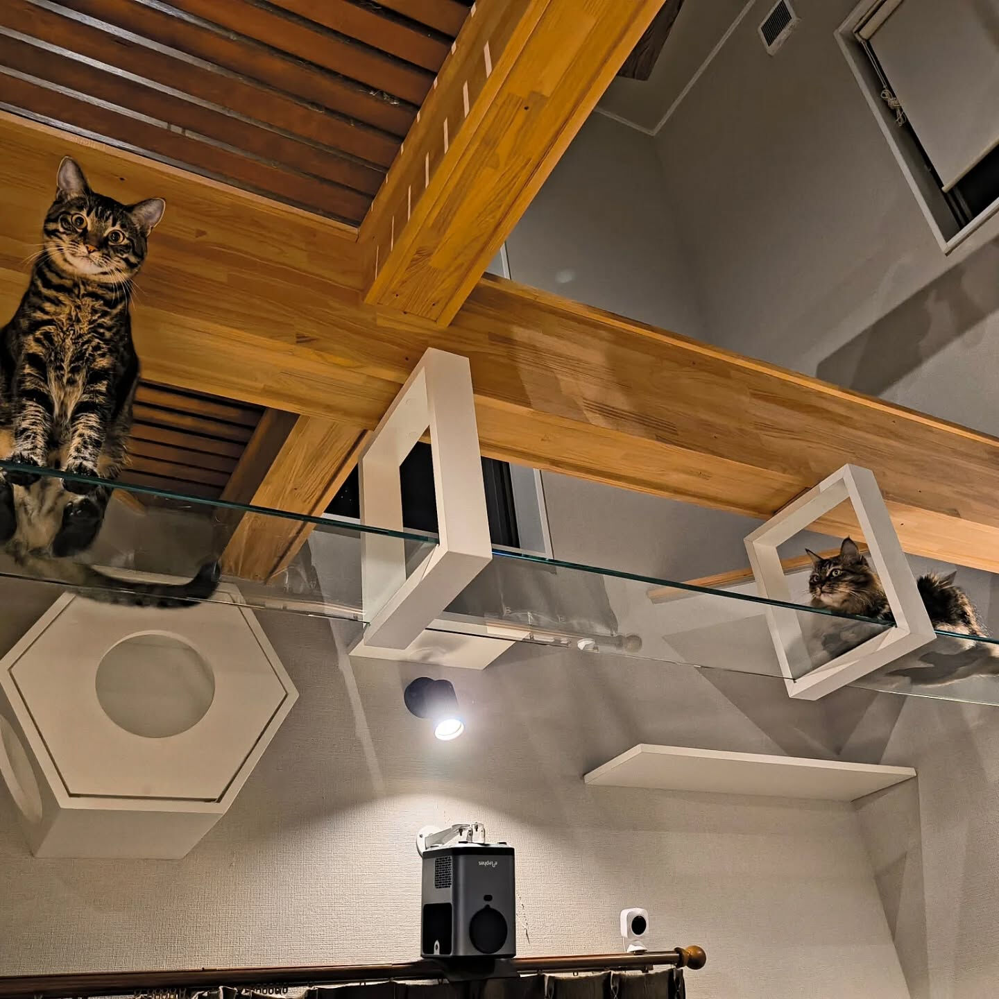 猫の肉球見放題はじめました🐱