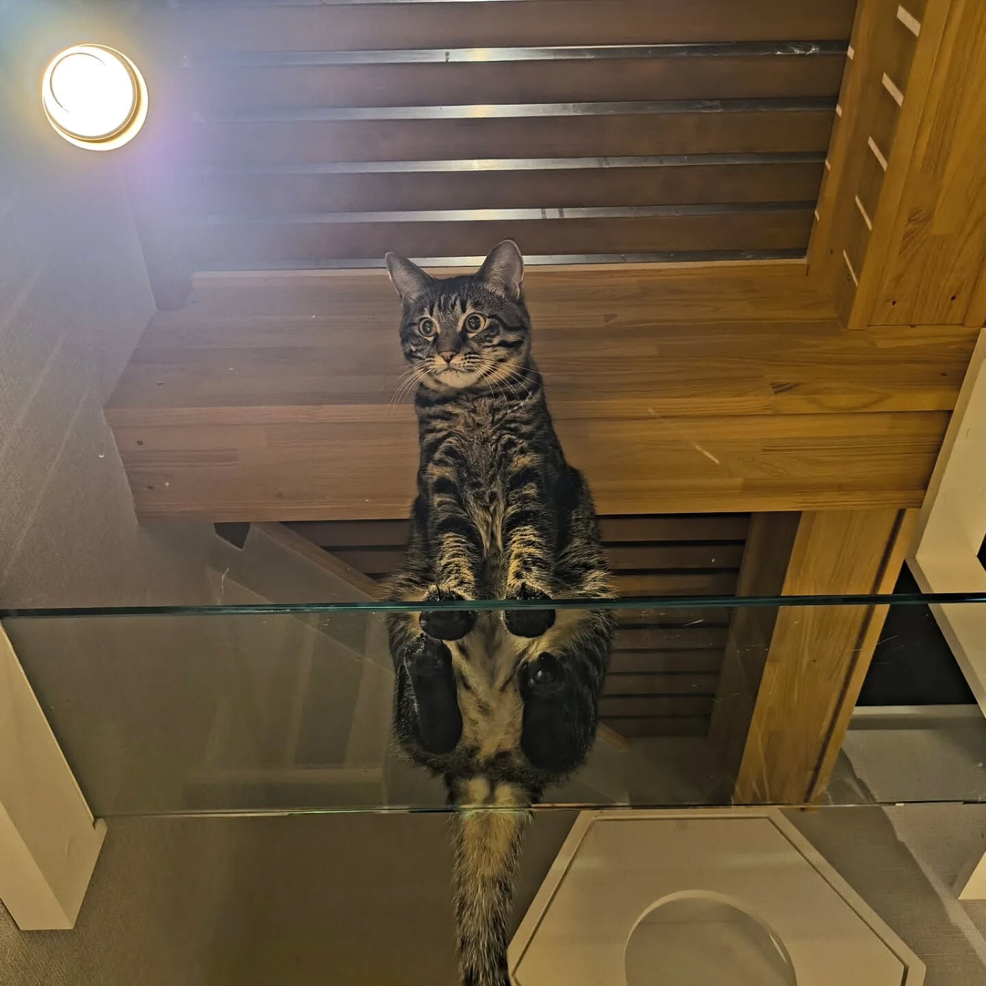 猫の肉球見放題はじめました🐱