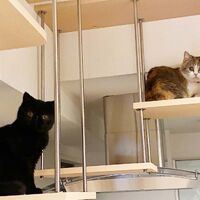 画像1512：吹き抜けを猫さんのアスレチックに！