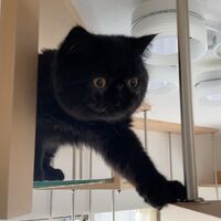 画像1513：吹き抜けを猫さんのアスレチックに！