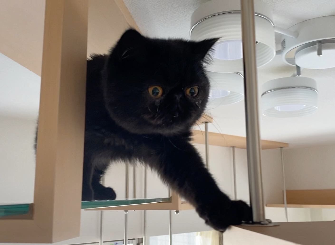 吹き抜けを猫さんのアスレチックに！
