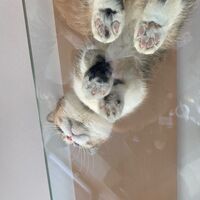 画像1514：吹き抜けを猫さんのアスレチックに！