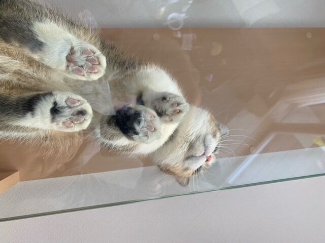 吹き抜けを猫さんのアスレチックに！
