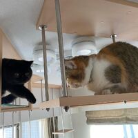 画像1515：吹き抜けを猫さんのアスレチックに！