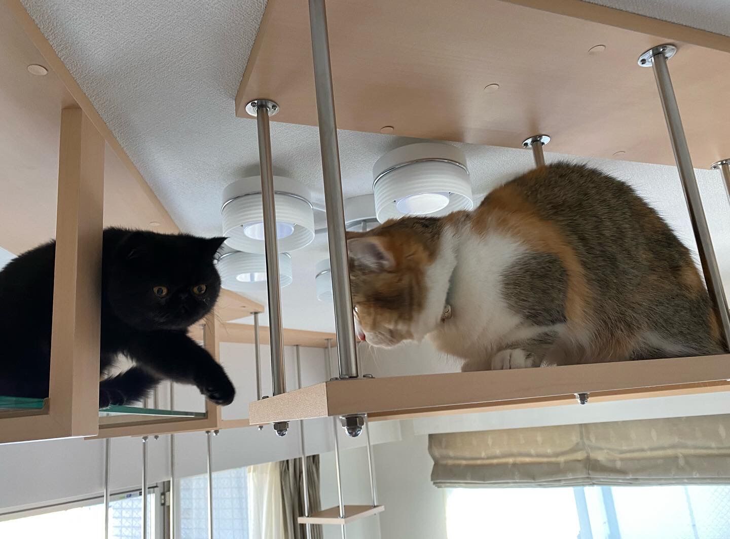 吹き抜けを猫さんのアスレチックに！