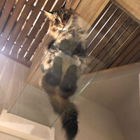 画像1516：吹き抜けを猫さんのアスレチックに！