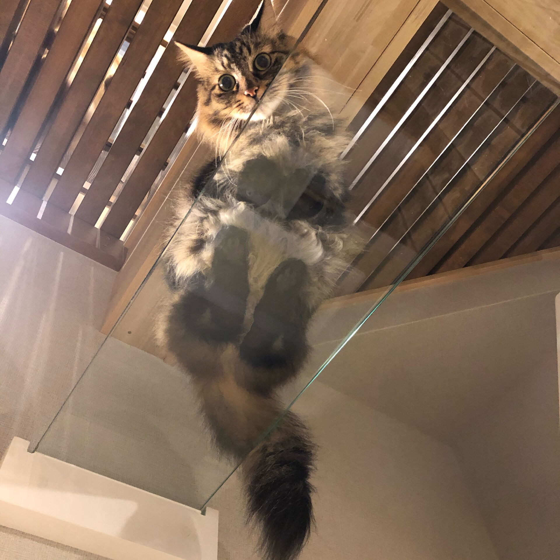 吹き抜けを猫さんのアスレチックに！