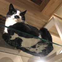 画像1517：吹き抜けを猫さんのアスレチックに！