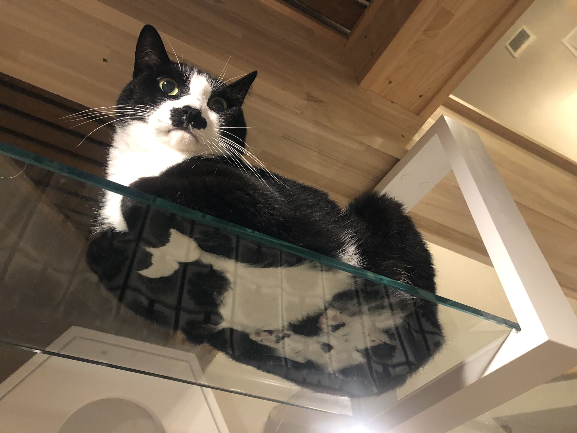 吹き抜けを猫さんのアスレチックに！