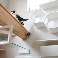 画像1519：吹き抜けを猫さんのアスレチックに！