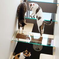 画像1523：吹き抜けを猫さんのアスレチックに！