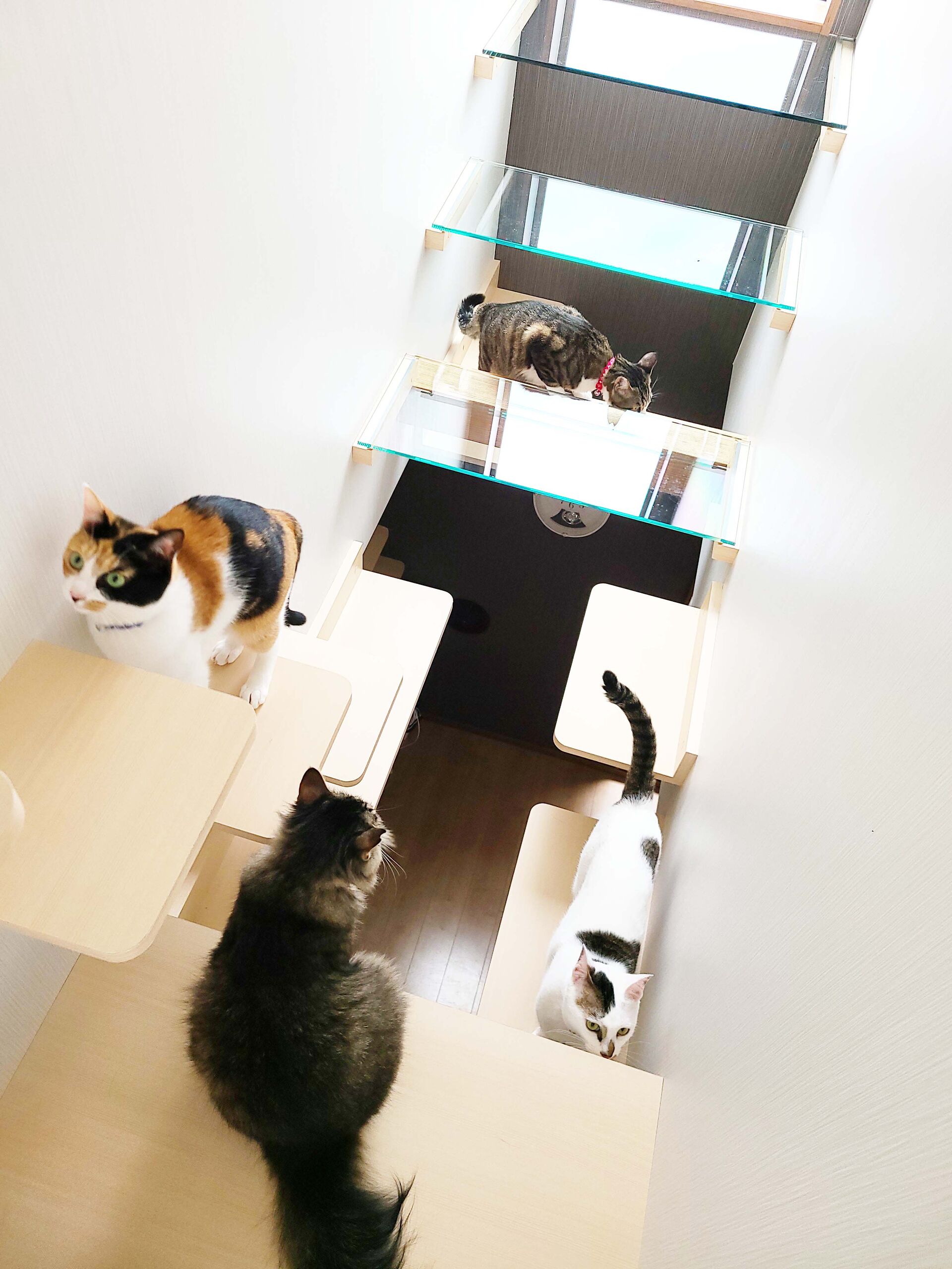 吹き抜けを猫さんのアスレチックに！
