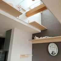 画像1527：吹き抜けを猫さんのアスレチックに！