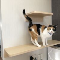 画像1528：吹き抜けを猫さんのアスレチックに！