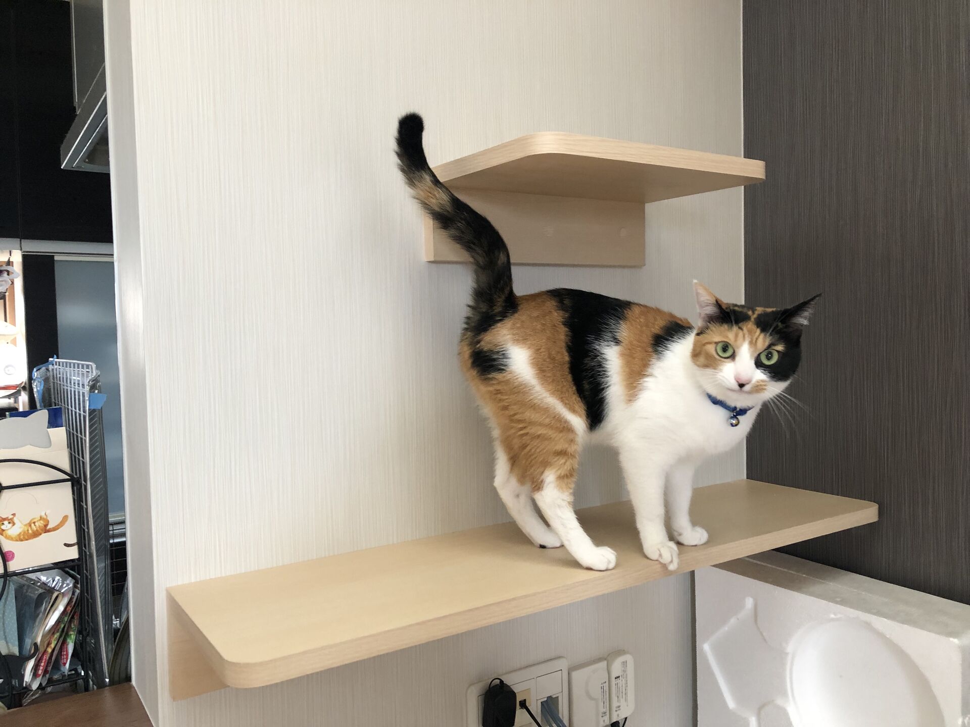 吹き抜けを猫さんのアスレチックに！