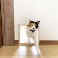 画像1530：吹き抜けを猫さんのアスレチックに！