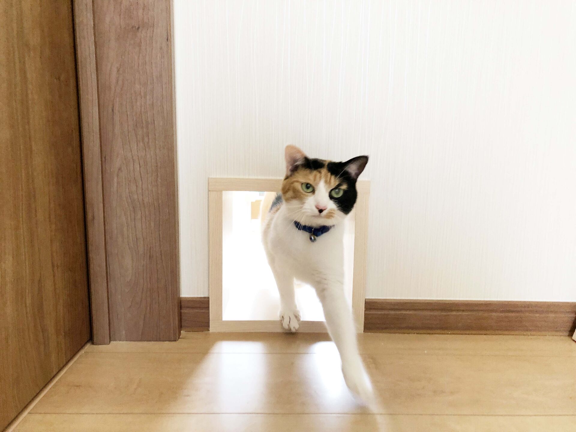 吹き抜けを猫さんのアスレチックに！