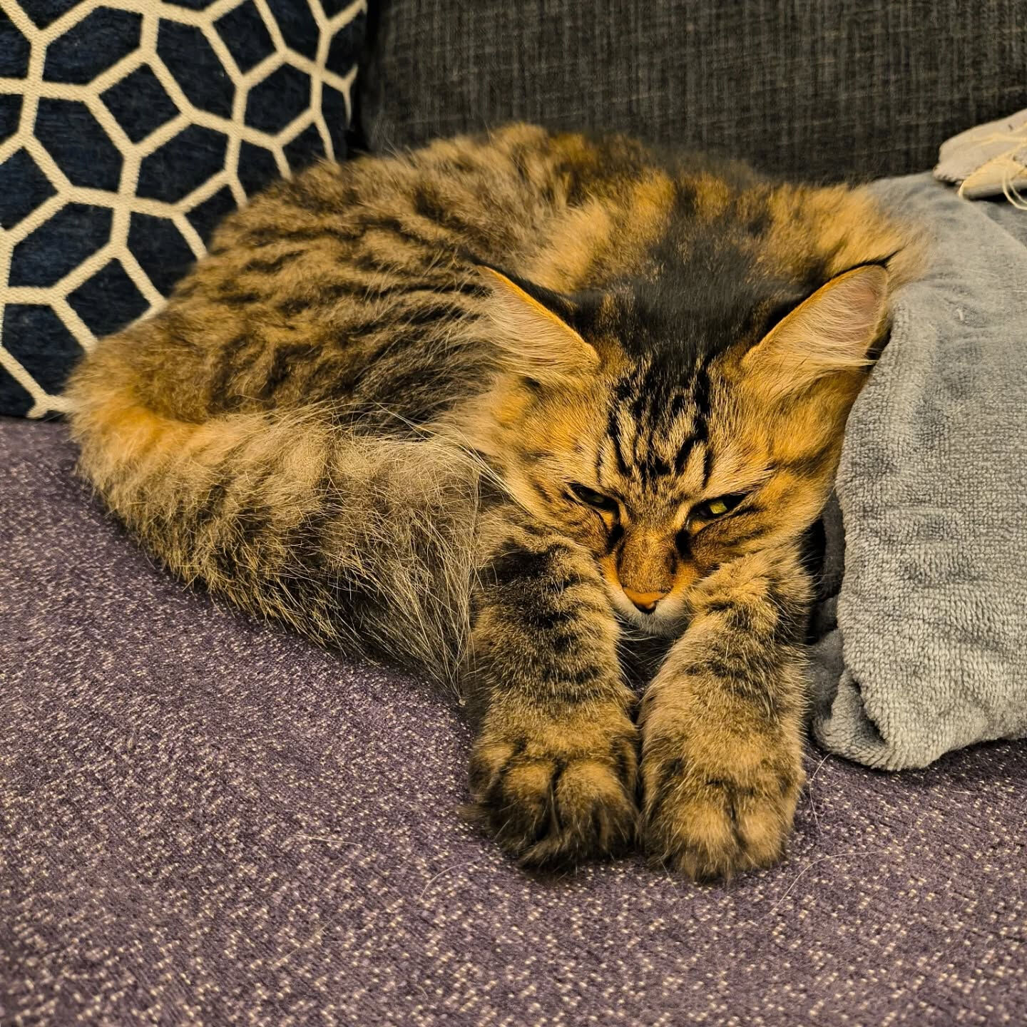 猫コレクションどんどん増えます🐱