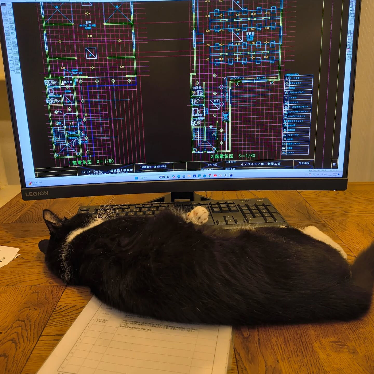 背中で語るぼたもち🐱