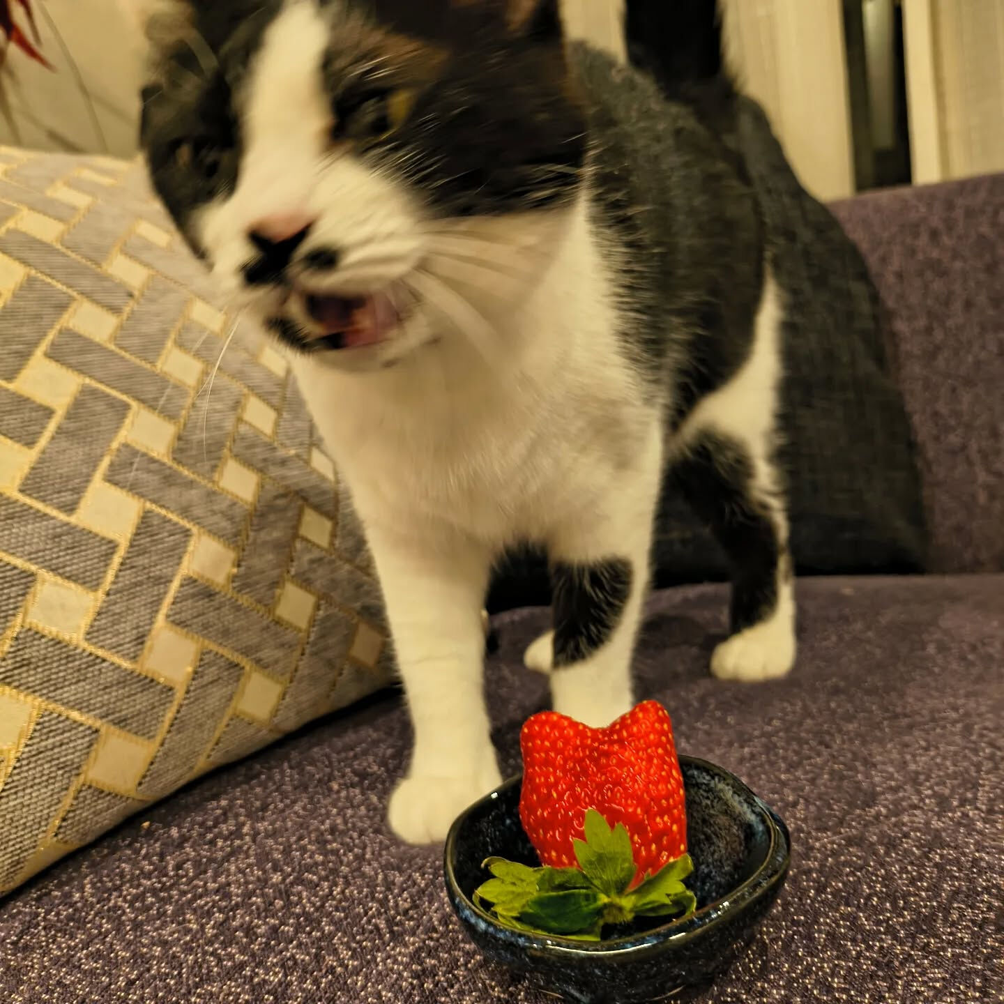 寒い時期の楽しみといえば苺ですね🍓