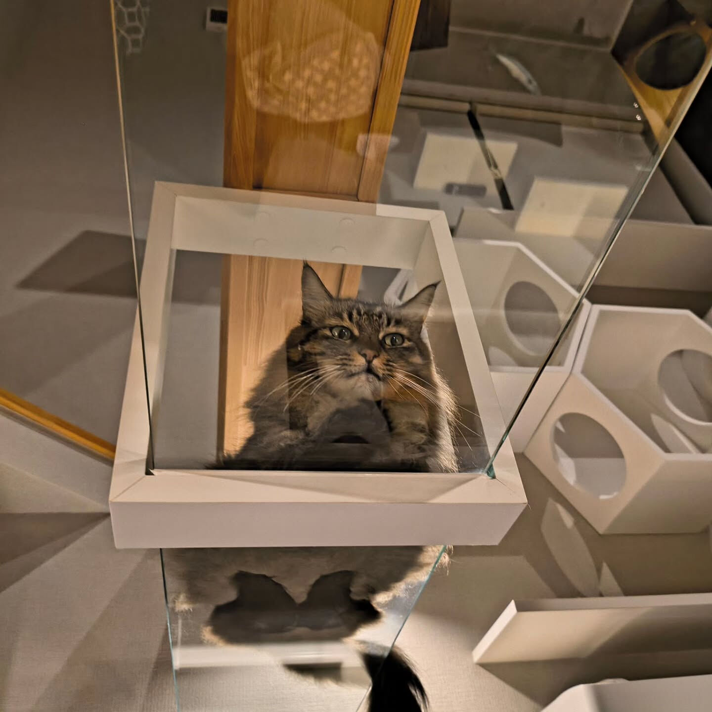 箱座りの裏側…🐱