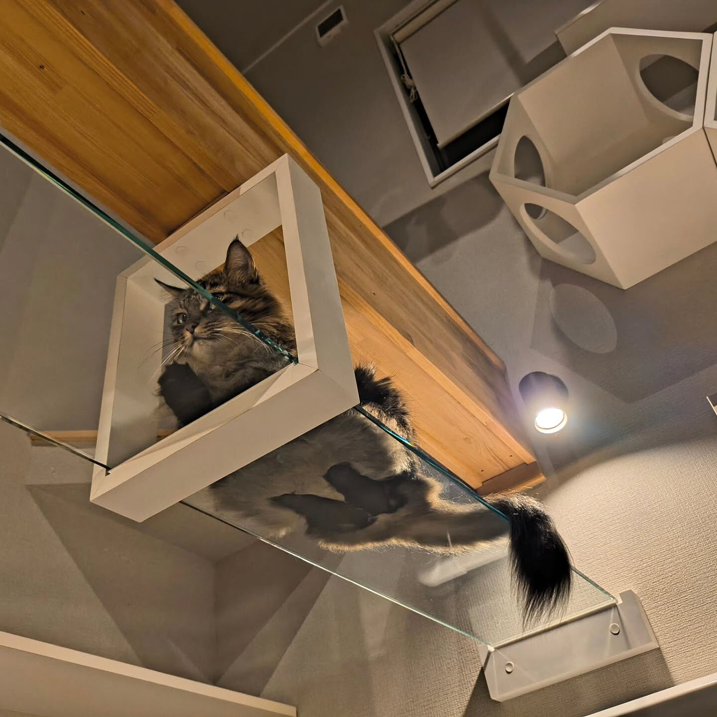 箱座りの裏側…🐱
