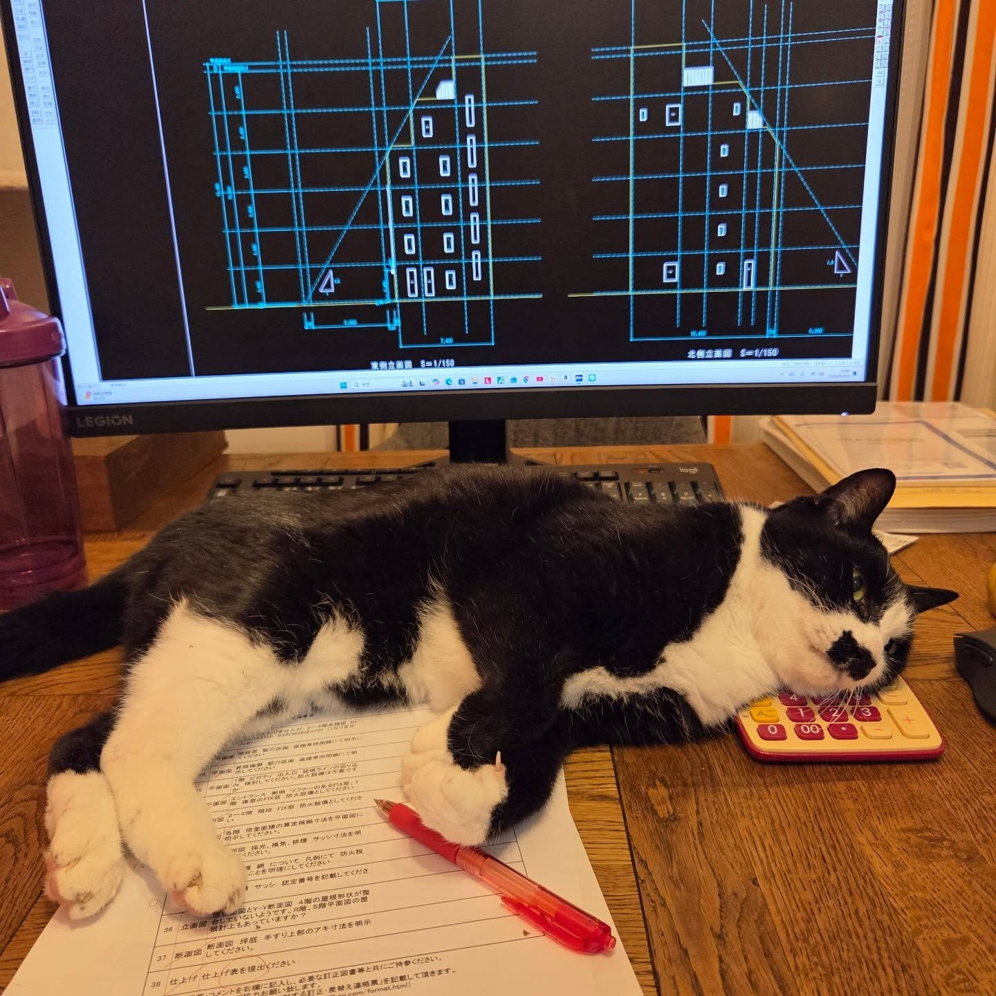 猫に電卓…🐱