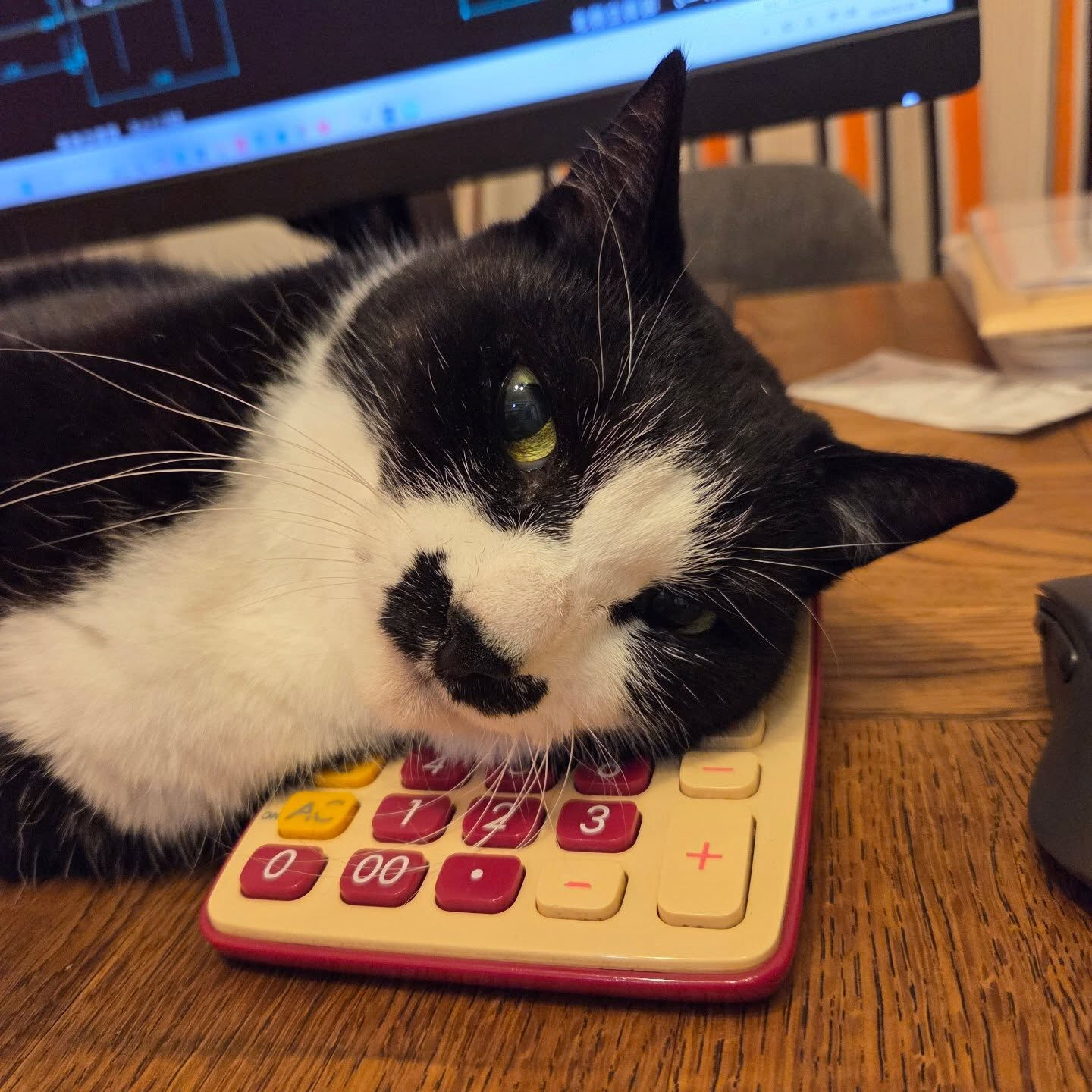 猫に電卓…🐱