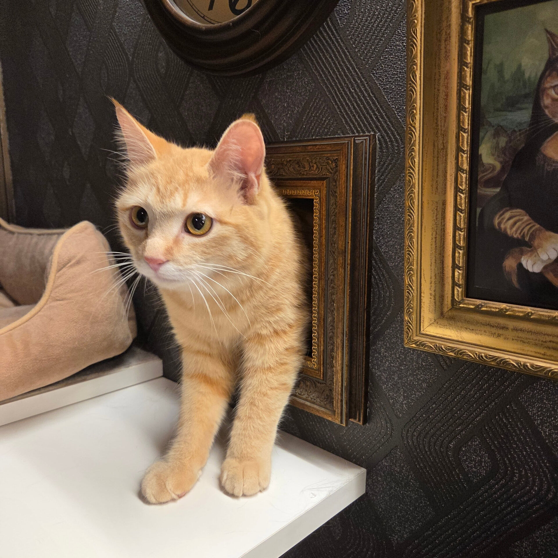 絵画かと思ったら本物の猫🐱