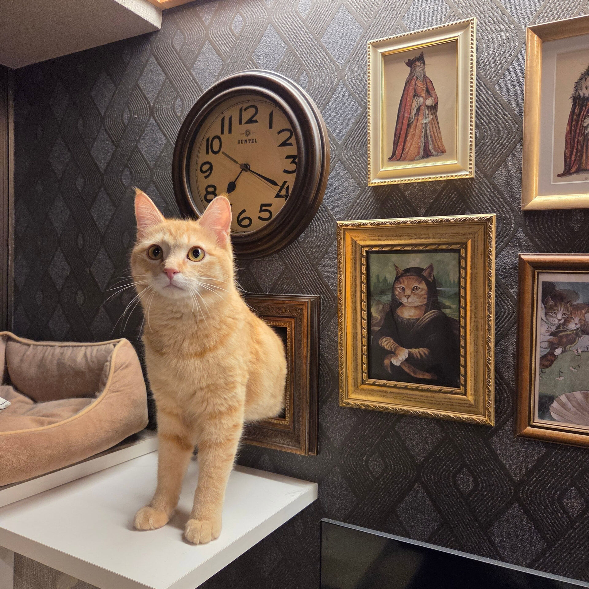 絵画かと思ったら本物の猫🐱 | ブログ | 猫用のリフォームなら株式会社