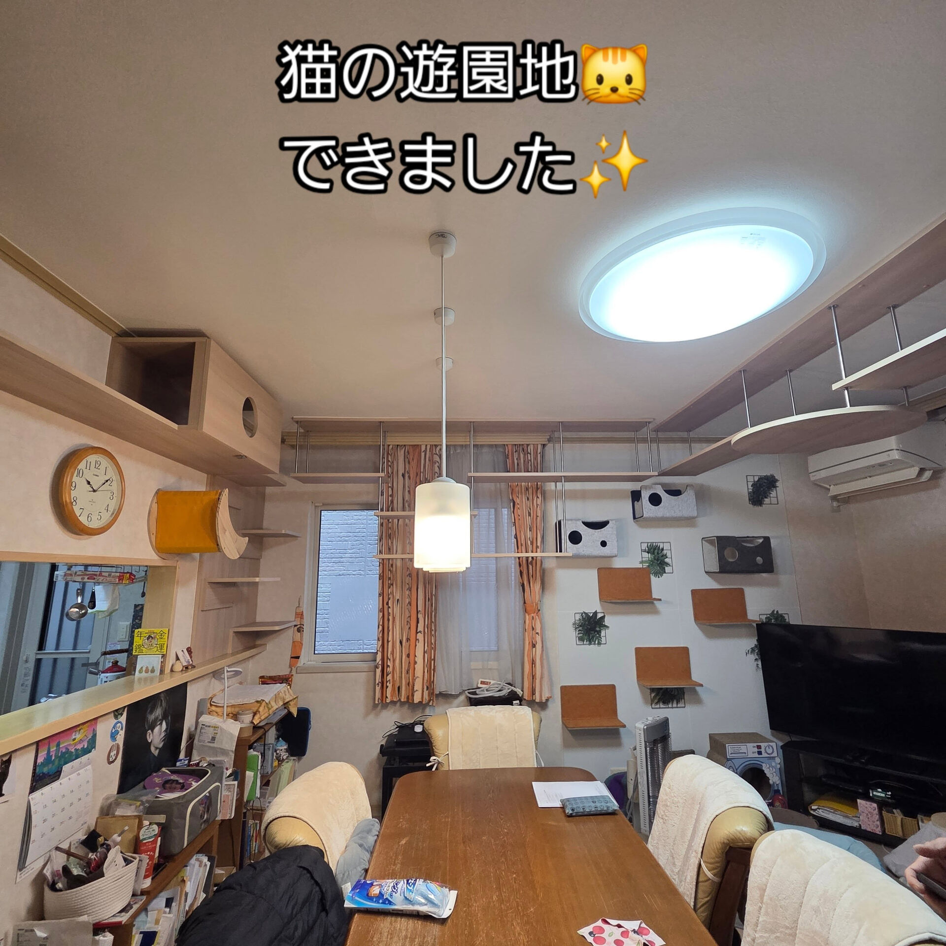 猫の遊園地ができました✨