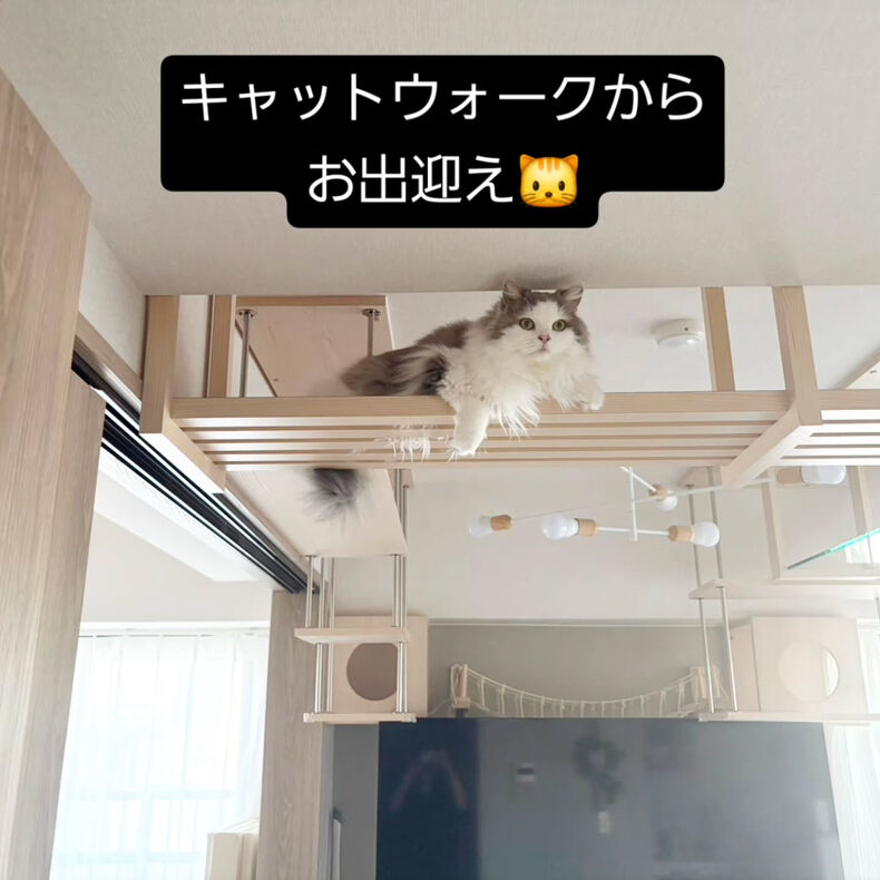 画像1854：キャットウォークから猫さんのお出迎え🐱
