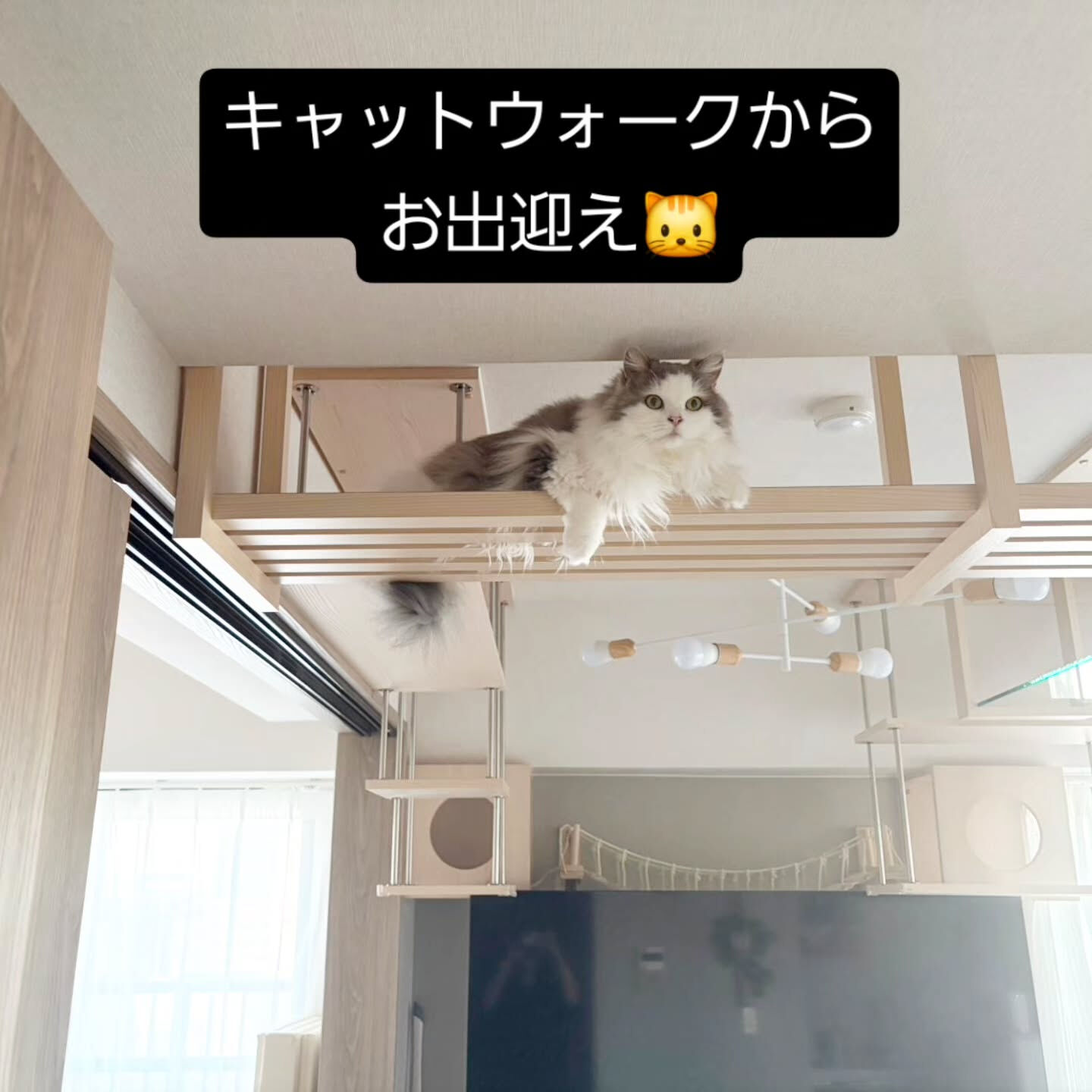 キャットウォークから猫さんのお出迎え🐱