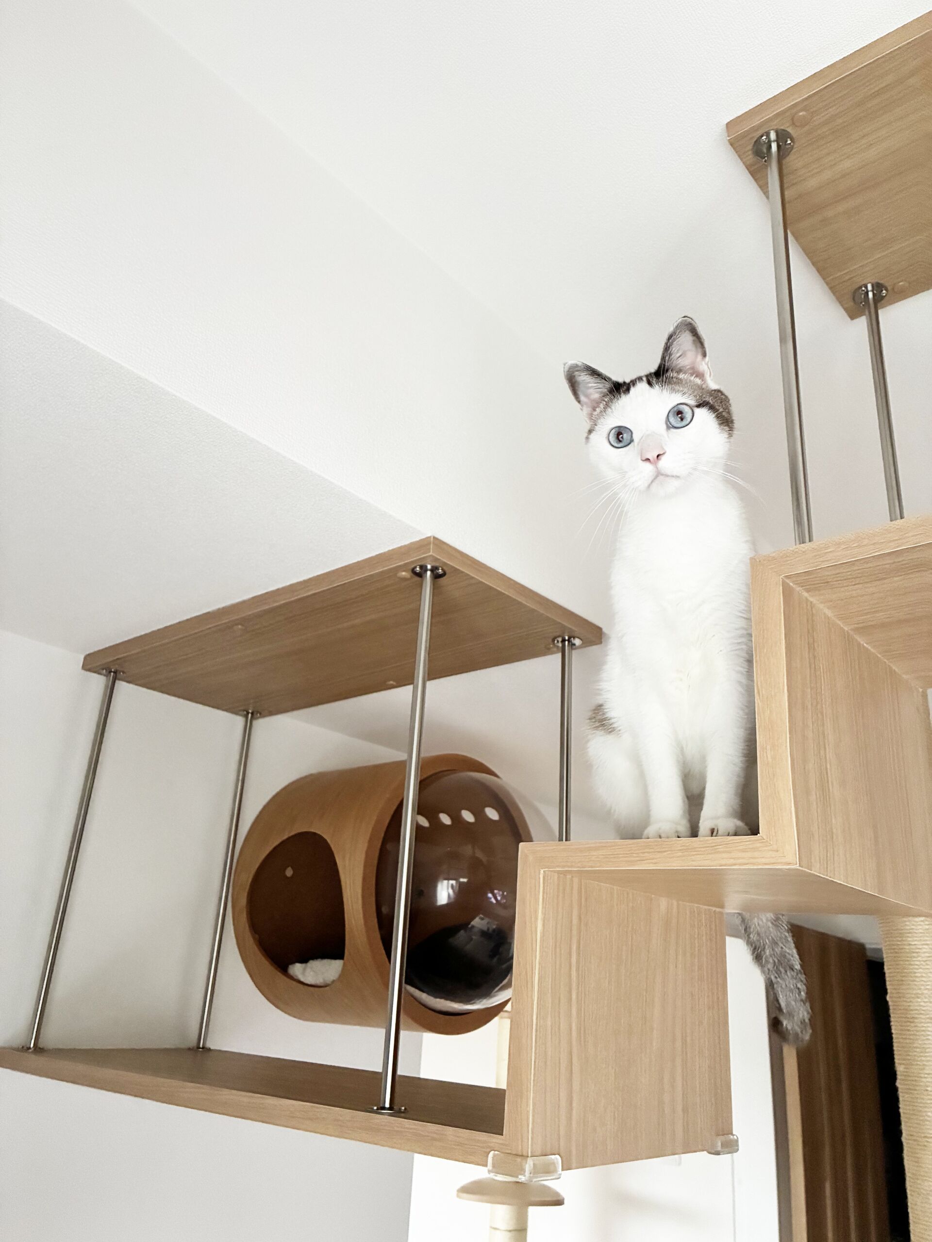 ニャルソックが日課の猫さんに楽しいキャットウォークを