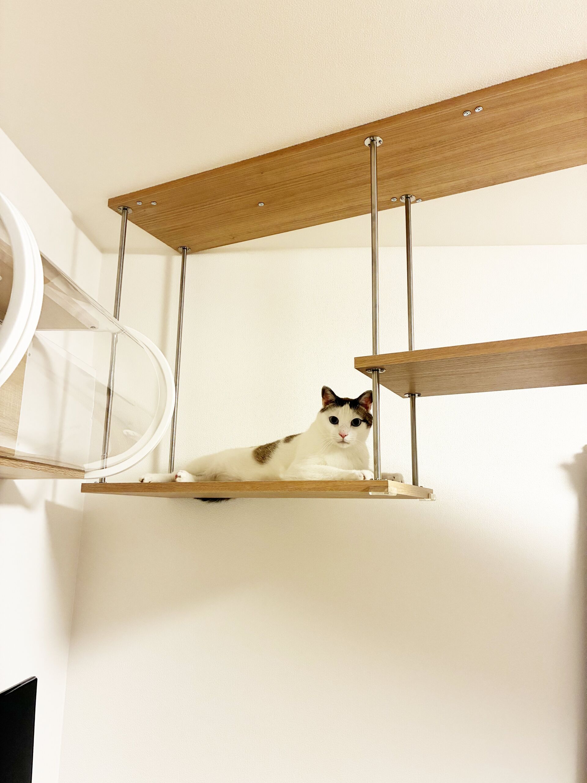 猫さんが喜ぶキャットウォークを市販品で