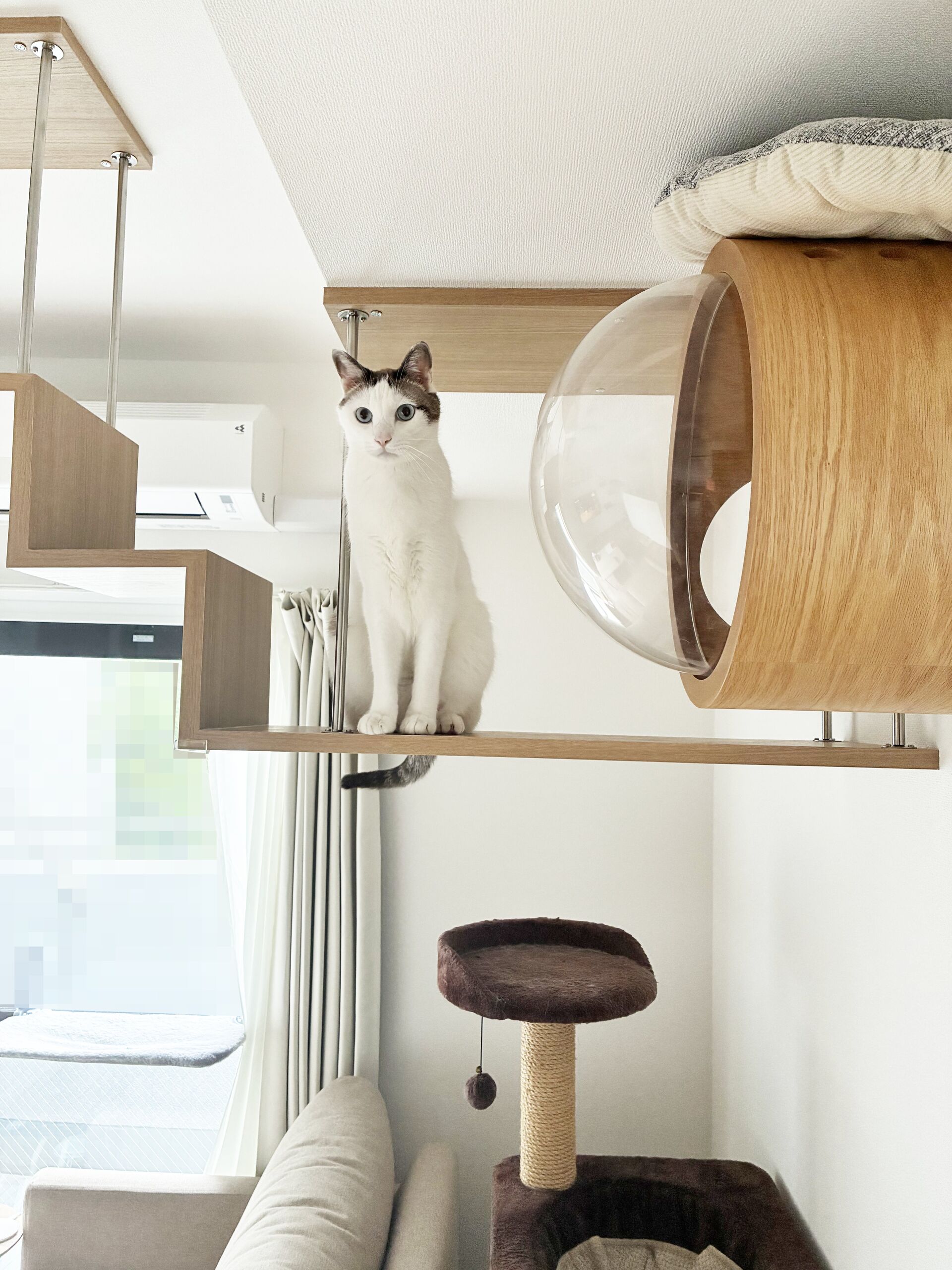 猫さんが喜ぶキャットウォークを市販品で