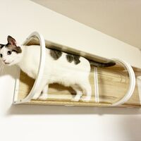 画像1978：猫さんが喜ぶキャットウォークを市販品で