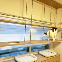 画像1979：猫さんが喜ぶキャットウォークを市販品で