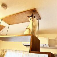 画像1980：猫さんが喜ぶキャットウォークを市販品で