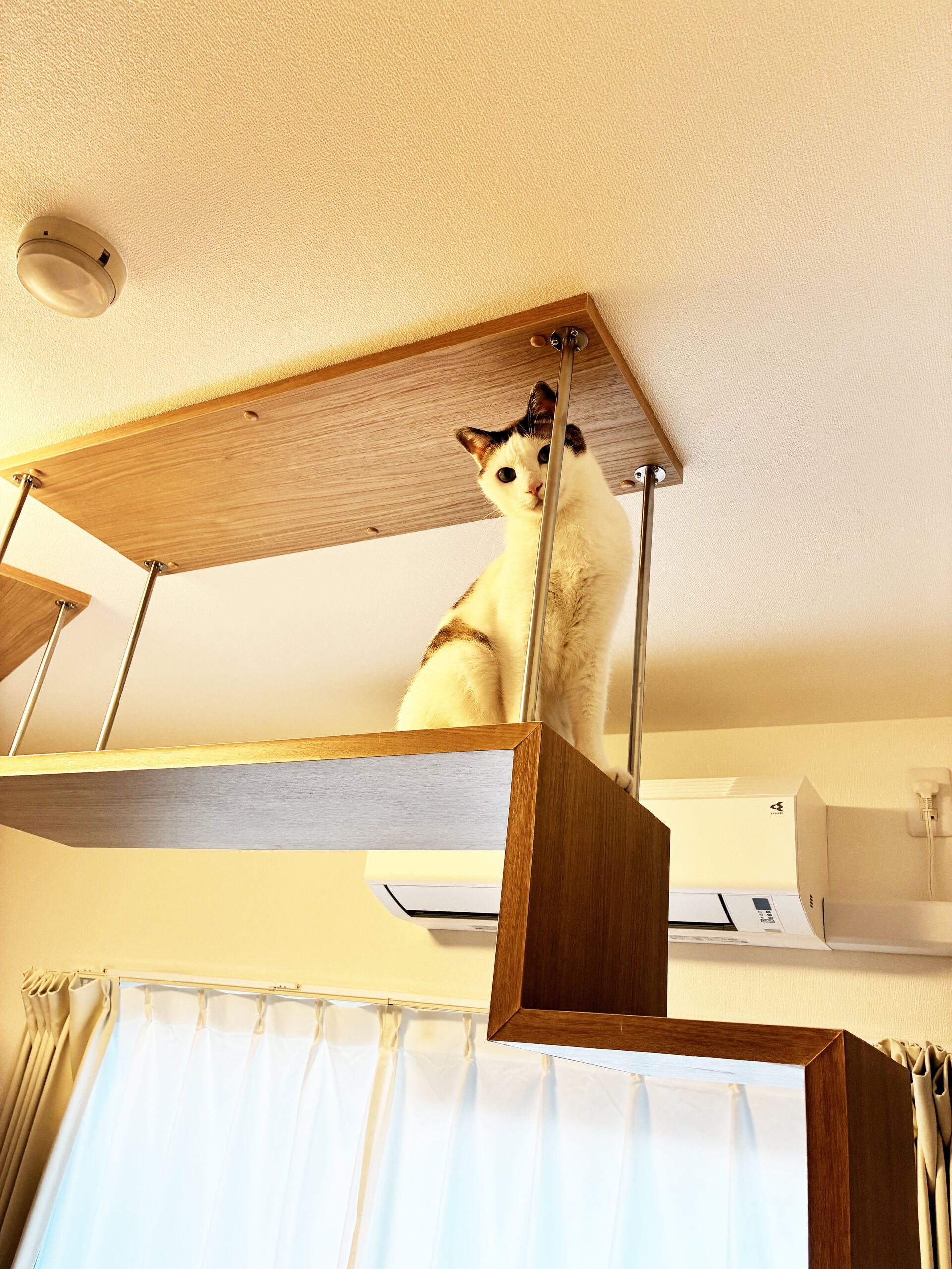 猫さんが喜ぶキャットウォークを市販品で