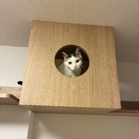 画像1981：猫さんが喜ぶキャットウォークを市販品で
