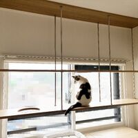 画像1982：猫さんが喜ぶキャットウォークを市販品で