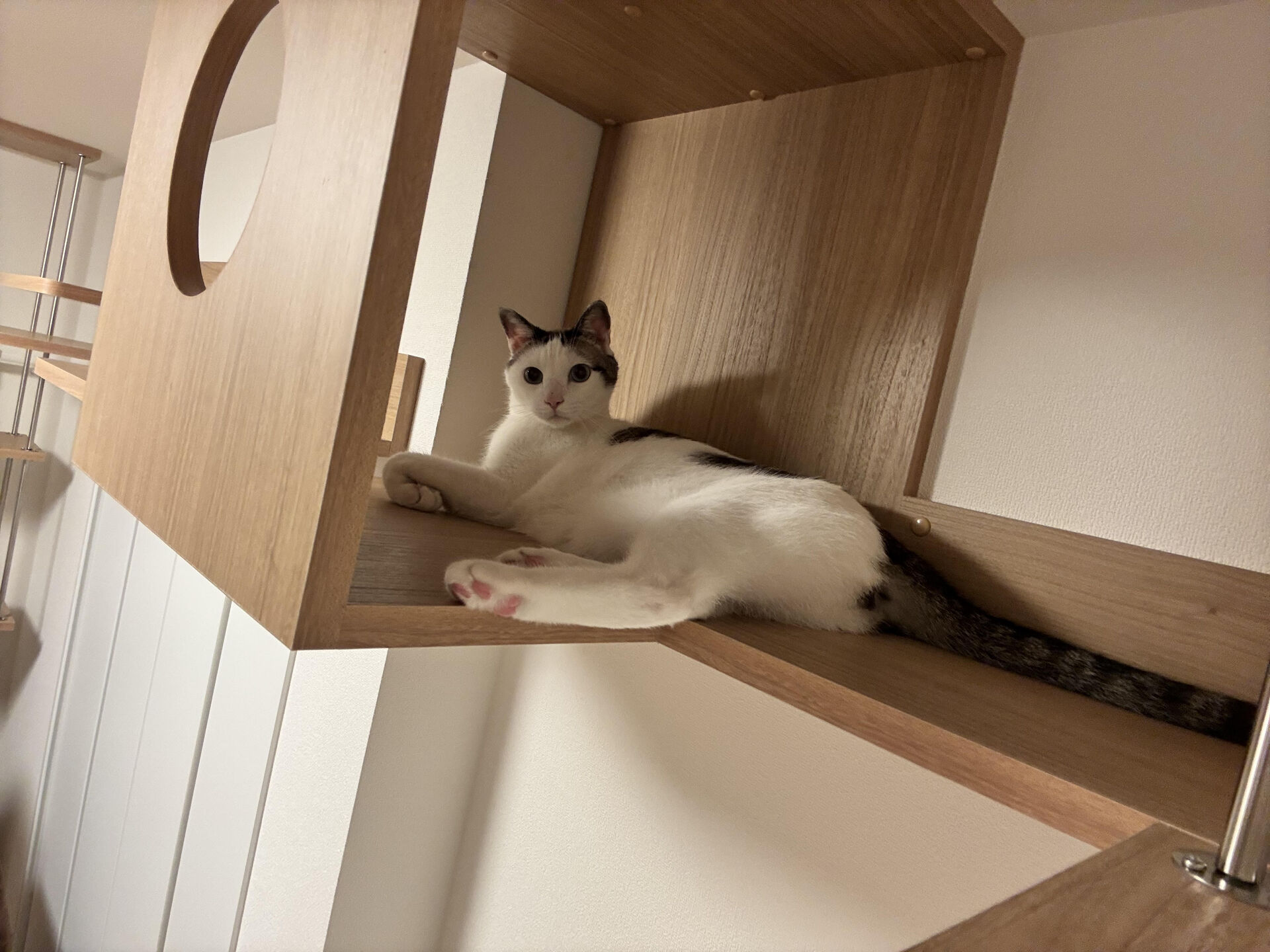 猫さんが喜ぶキャットウォークを市販品で
